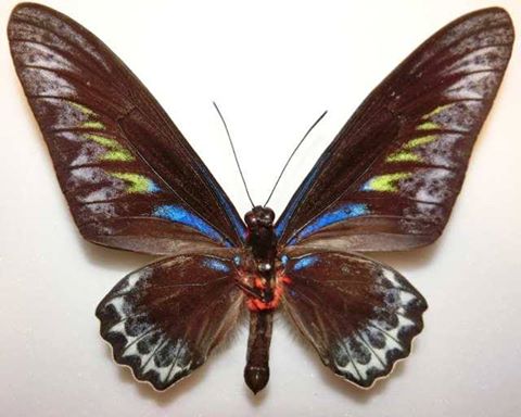 Trogonoptera brookiana albescens (aberration, malaysia) (Internet Image property of respective owner, non-commercial use only)